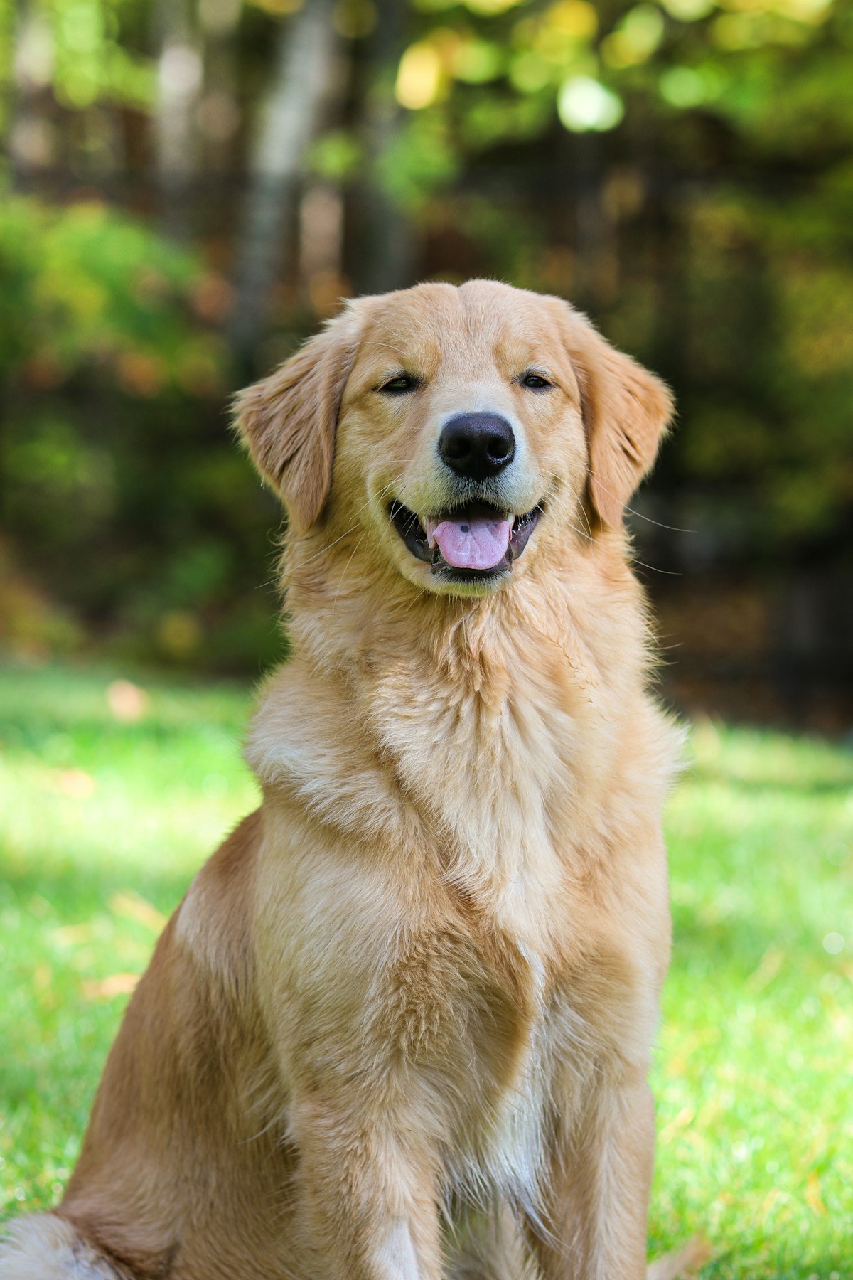 A golden retriever enjoying time outdoors